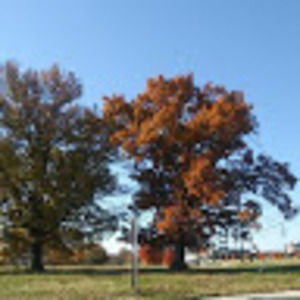 Meet your Posher, Tyra